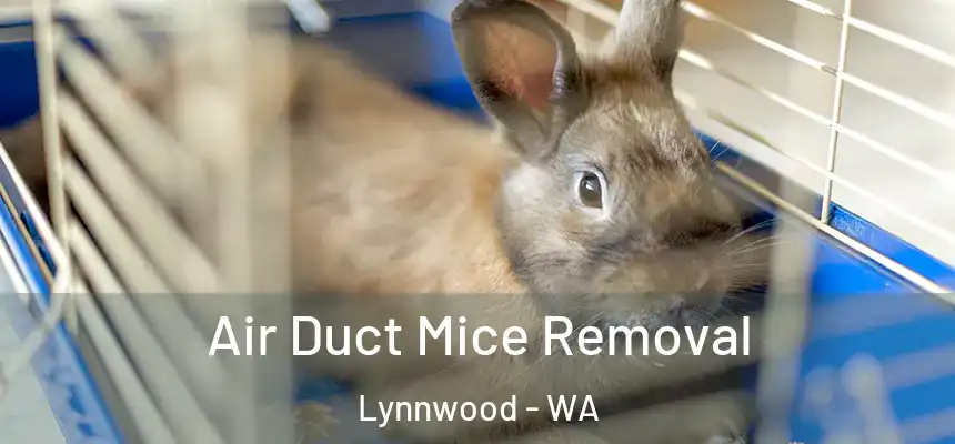  Air Duct Mice Removal Lynnwood - WA