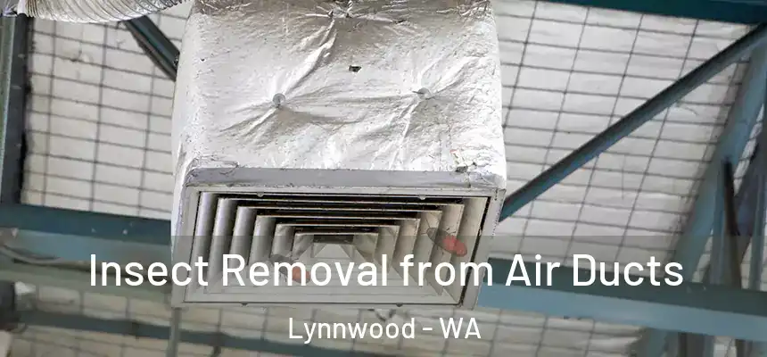 Insect Removal from Air Ducts Lynnwood - WA